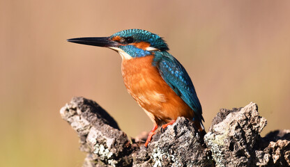 un pez martin pescador de bonitos colores
