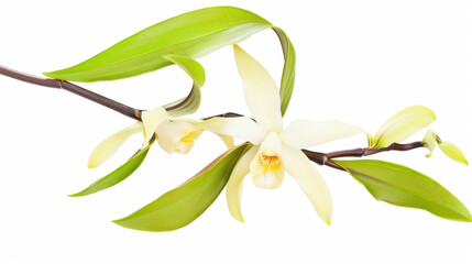 vanilla bean isolated on white background