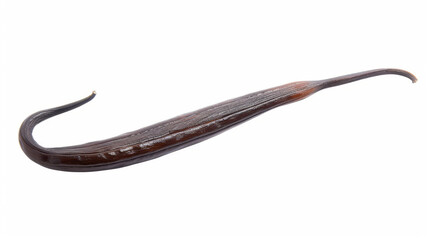 vanilla bean isolated on white background