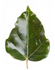 Close up of a weeping fig leaf, showcasing its intricate venation and vibrant green color against a white backdrop