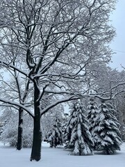 Beautiful winter landscape in the park