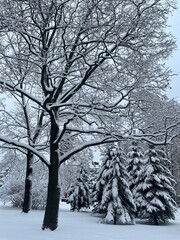 Beautiful winter landscape in the park