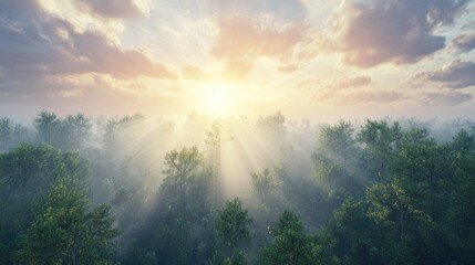 Fototapeta premium Sun rays pierce through misty forest at sunrise.