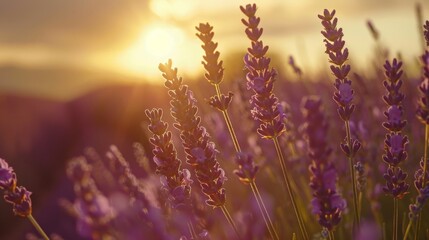 Obraz premium Provence lavender field