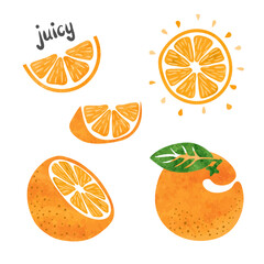 Orange fruit set. Vector watercolor collection of fresh oranges
