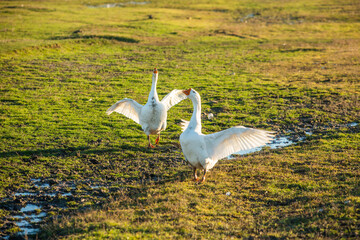 Beautiful landscape with quiet rural life of winter without snow in Moldova