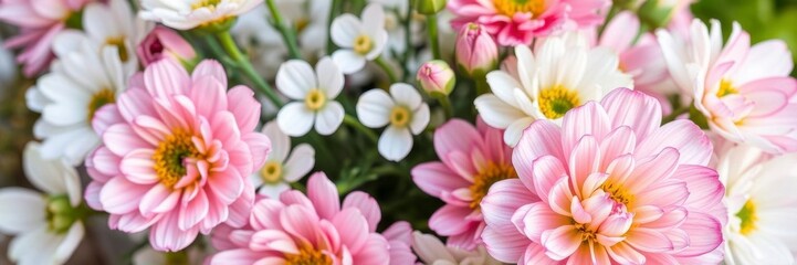 Fototapeta premium Vibrant pink and white ranunculus flowers blooming in a garden, beautiful, nature