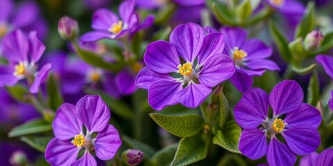 Vibrant purple flower petals and leaves forming a beautiful natural pattern, flora, flower, vibrant