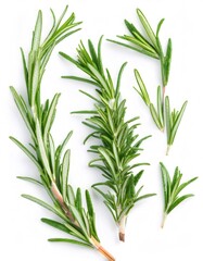 Fototapeta premium Sprigs of fresh rosemary, a culinary and medicinal herb, lie on a white background, ready for use