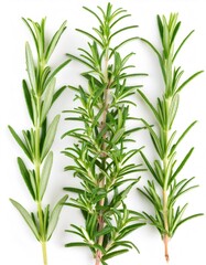 Fototapeta premium Three fresh and vibrant rosemary sprigs, with needle like leaves and woody stems, resting on a clean white surface
