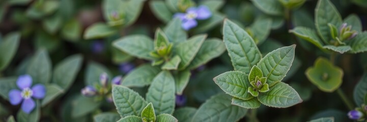 Obraz premium Close-up shot of delicate purple flower petals and leaves in a vibrant garden setting, leaves, plant