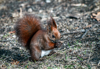 wiewiórka © Izabela&Grzegorz