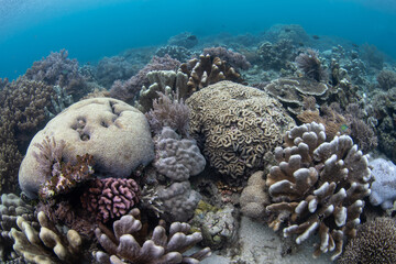 Corals compete for space to grow on a shallow reef on Bangka Island in Northern Indonesia. This region harbors extraordinary marine biodiversity and is a popular destination for divers and snorkelers.