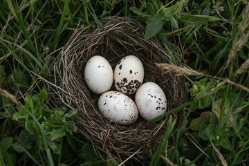 Obraz premium Nest of eggs resting quietly in green grass