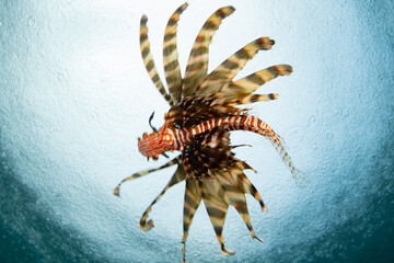 A lionfish, Pterois volitans, swims just under the sea's surface near Bangka Island, Indonesia. Lionfish, native in the Indo-Pacific region, are major predators of small fish and invertebrates.