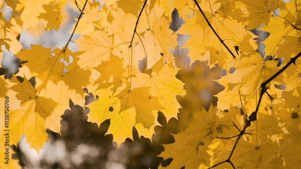 Poster a leaf is hanging from a tree branch. leaf is yellow and has brown spots. autumn background