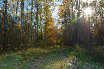 A path in the forest in autumn