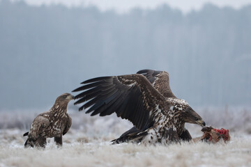 A white-tailed eagle devouring its hunted prey