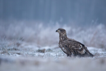 An eagle on a snowy meadow