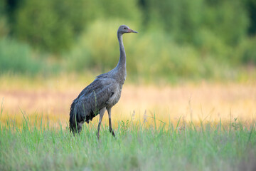 Young crane in a meadow on a sunny summer morning