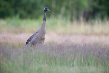 A crane emerging from behind the grass
