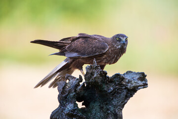 A harrier sitting on a tree stump in warm colors