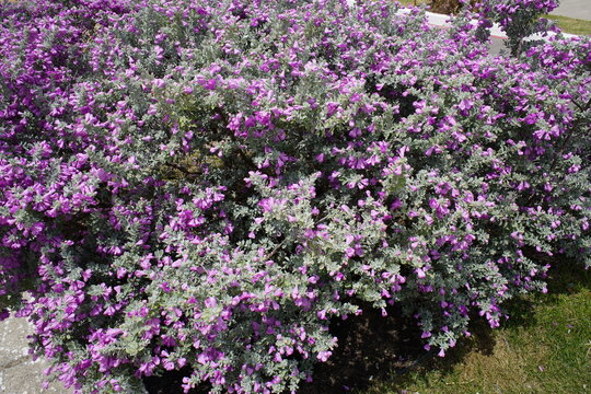 Leucophyllum is a genus of flowering plants in the Scrophulariaceae family. Also known as the Barometer Plant. Fortaleza - Cear&aacute;, Brazil.