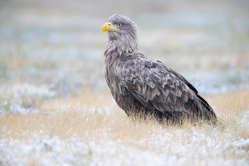 A large bird of prey with beautiful colors