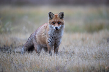 A fox in a meadow looking at the camera