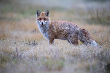 A fox in autumn scenery on a meadow