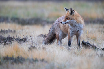 A fox on a colorful meadow looking to the side