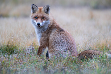 Close-up of a fox sitting in a meadow