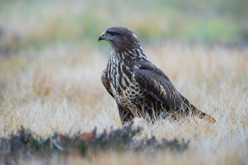 A bird of prey on an autumn meadow in warm colors