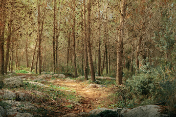 A beautiful forest with coniferous trees