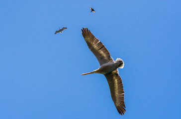 pelicans in flight