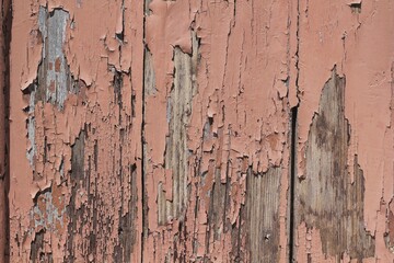 wooden wall texture, old painted pine planks