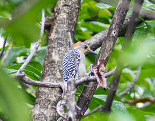 red headed woodpecker