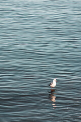 mouette posée sur une pierre au ras de l'eau