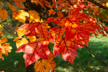  feuilles d'automne colorées rouge  