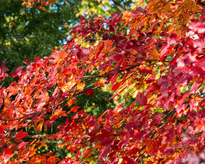  feuilles d'automne colorées rouge  