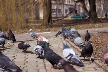 Many pigeons walk along the pavement in the city. Birds background