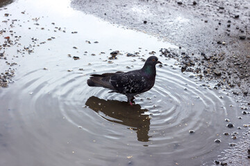 A pigeon in a puddle in cloudy weather