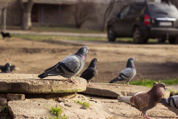 Lots of pigeons walking on the pavement in the city among the houses and cars. Birds background