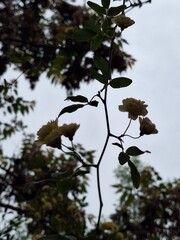 Silhouette of a flower branch with green leaves against a cloudy sky