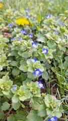 Veronica persica flower among the green leaves of the plant
