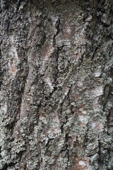 Old tree bark texture. Birch. Background. Tree trunk. Plant details