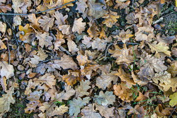 Background of fallen oak leaves.
Fallen oak leaves.