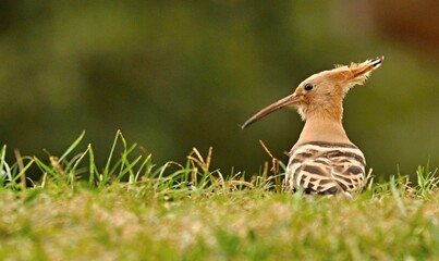Hoopoe used to be pretty common bird © slim