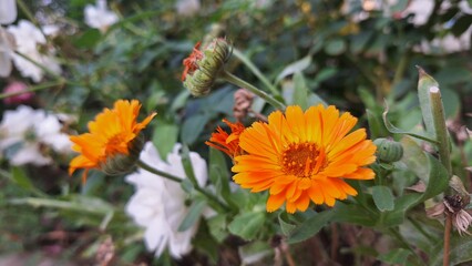 Close-up of a Marigold among flowers and plants in a garden