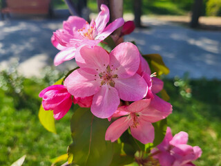 In the garden there is an apple tree branch with large pink flowers and green leaves.